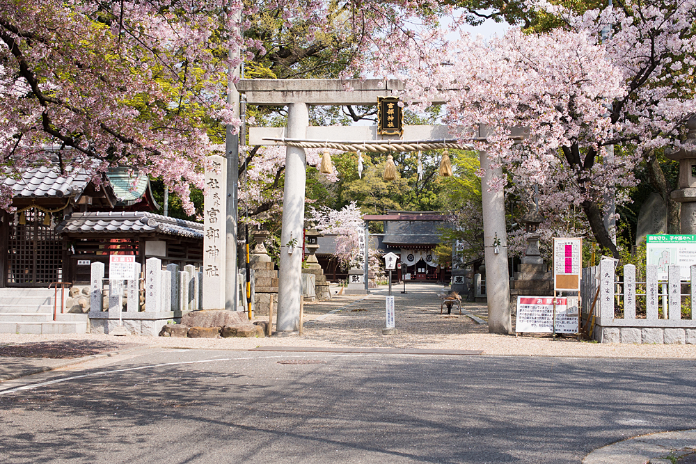 富部神社と桜